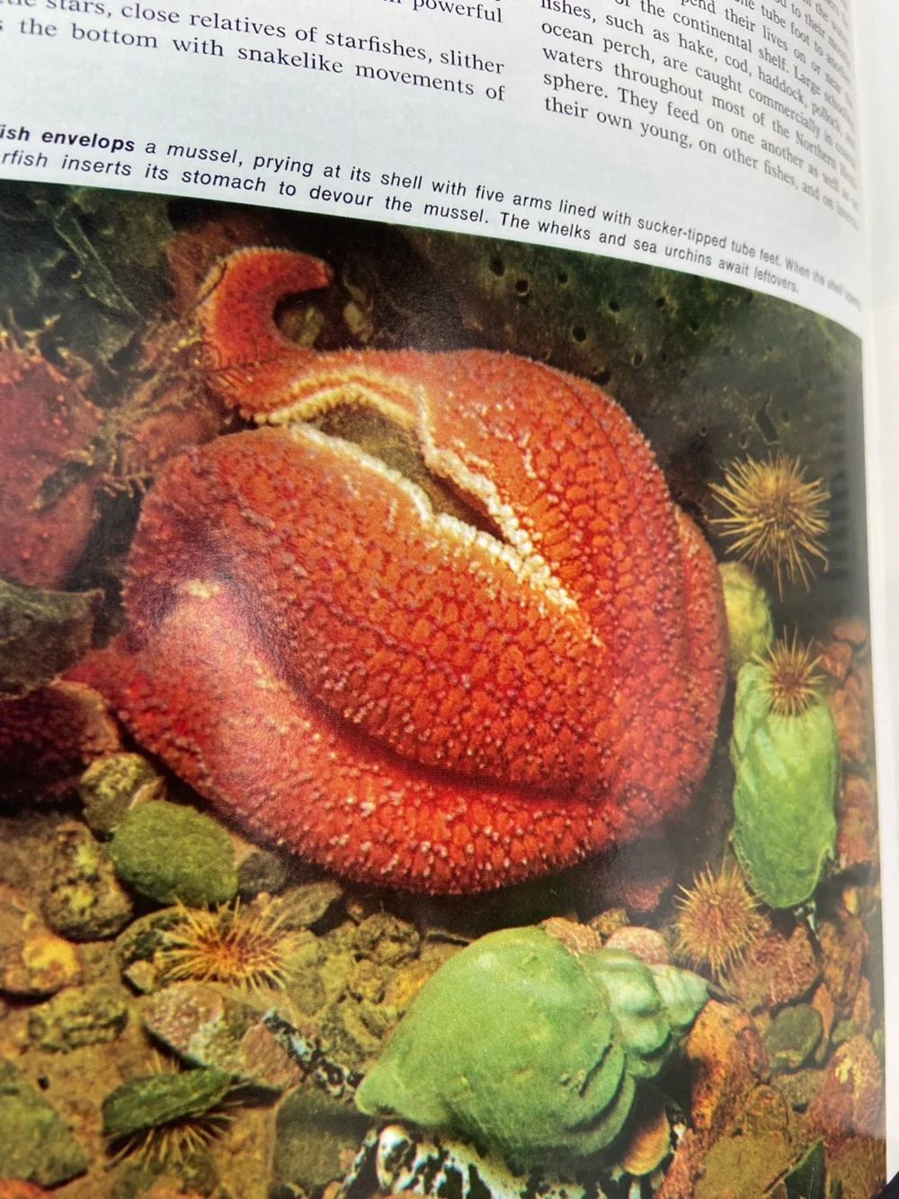 animal book Ocean Sea Island animals wildlife Tropical Fish cover coastal beach